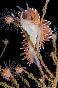 Feeding Flabelina by Henrik Gram Rasmussen 